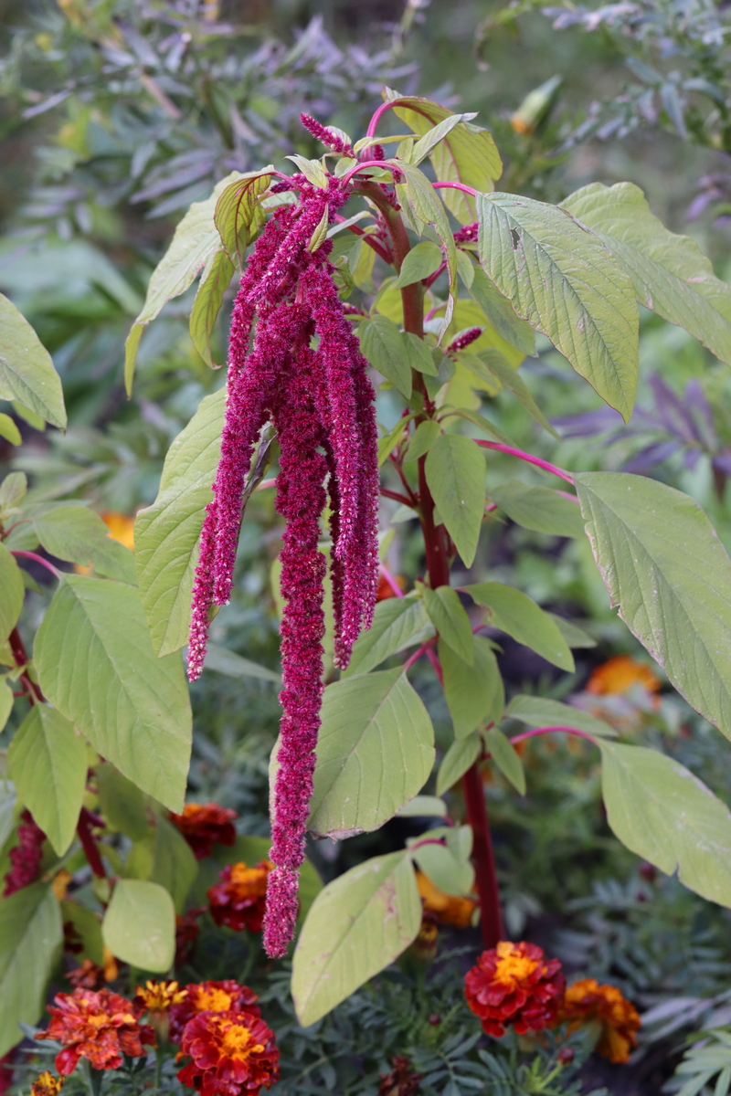 Изображение особи Amaranthus caudatus.