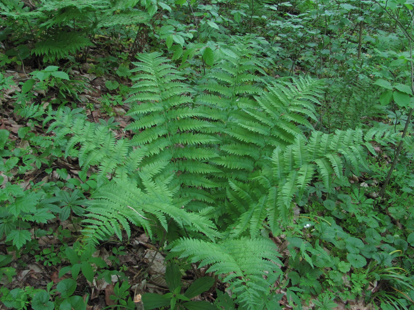 Image of Dryopteris filix-mas specimen.