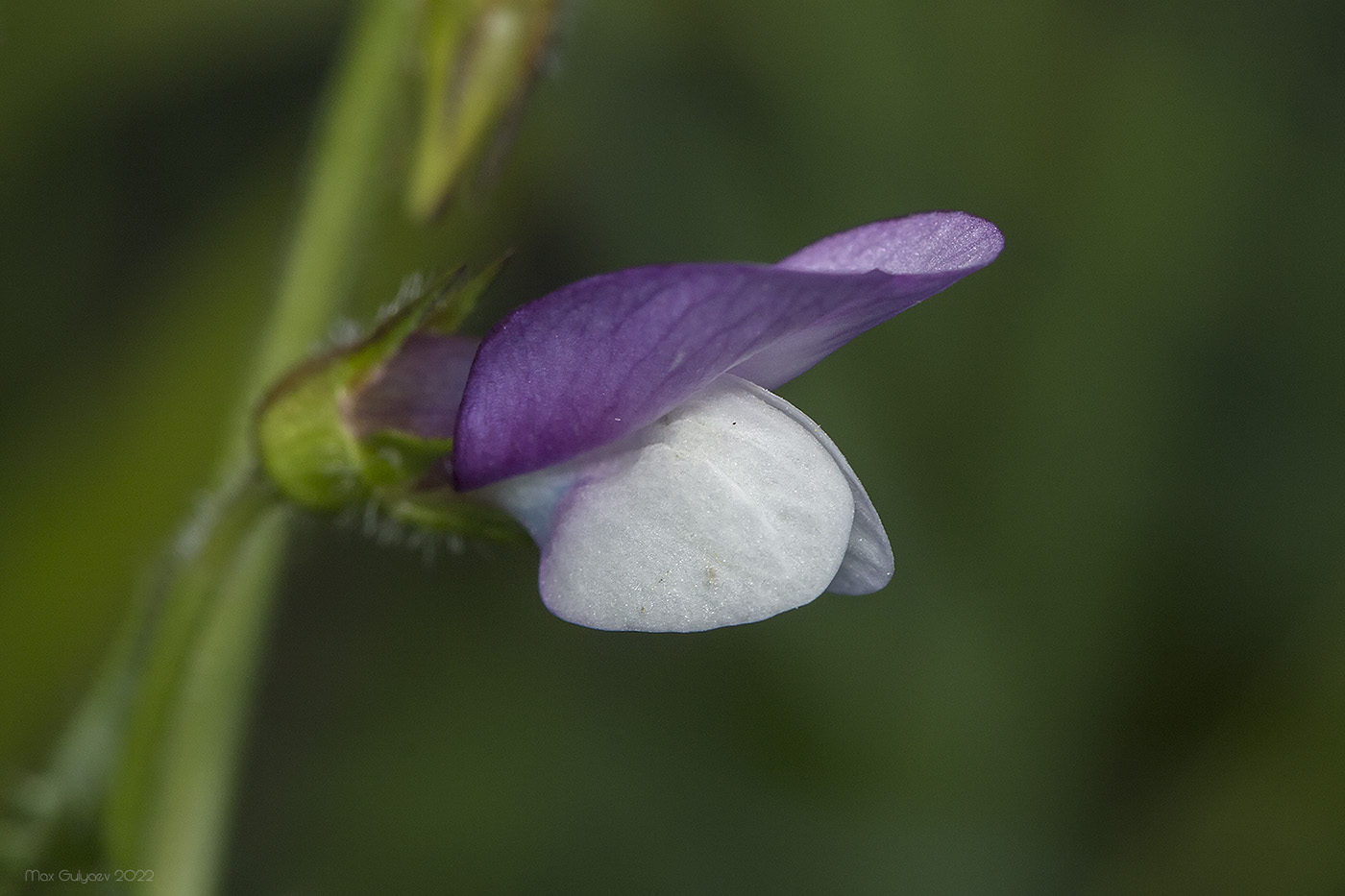 Изображение особи Vicia bithynica.