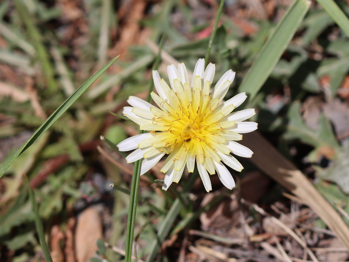 Изображение особи Taraxacum dealbatum.