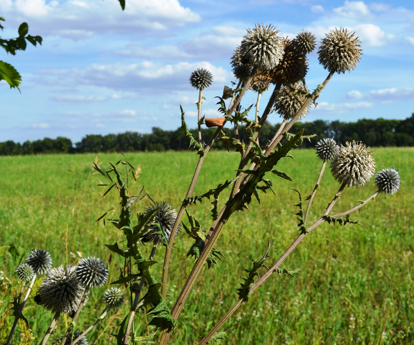 Image of Echinops sphaerocephalus specimen.