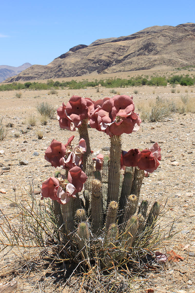 Image of Hoodia currorii specimen.