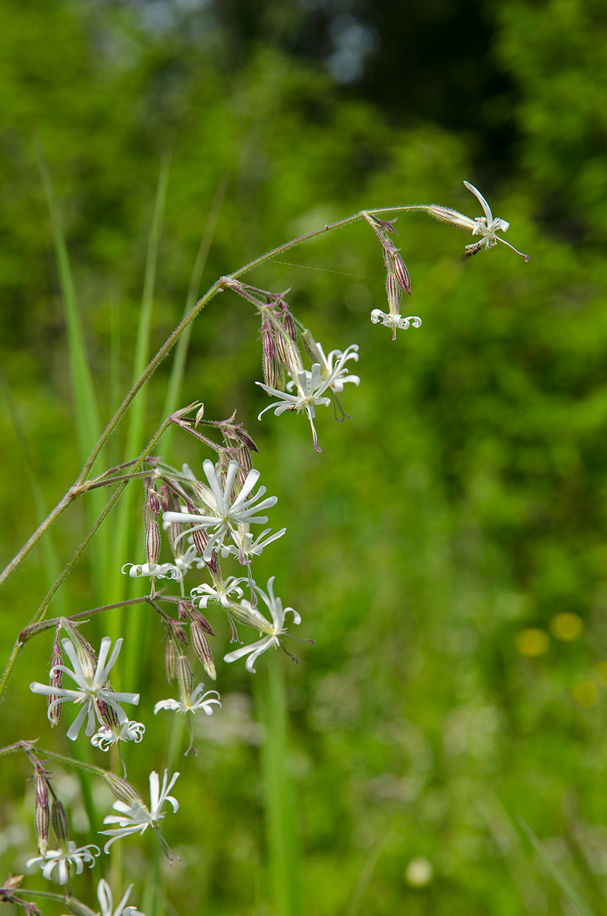 Изображение особи Silene nutans.