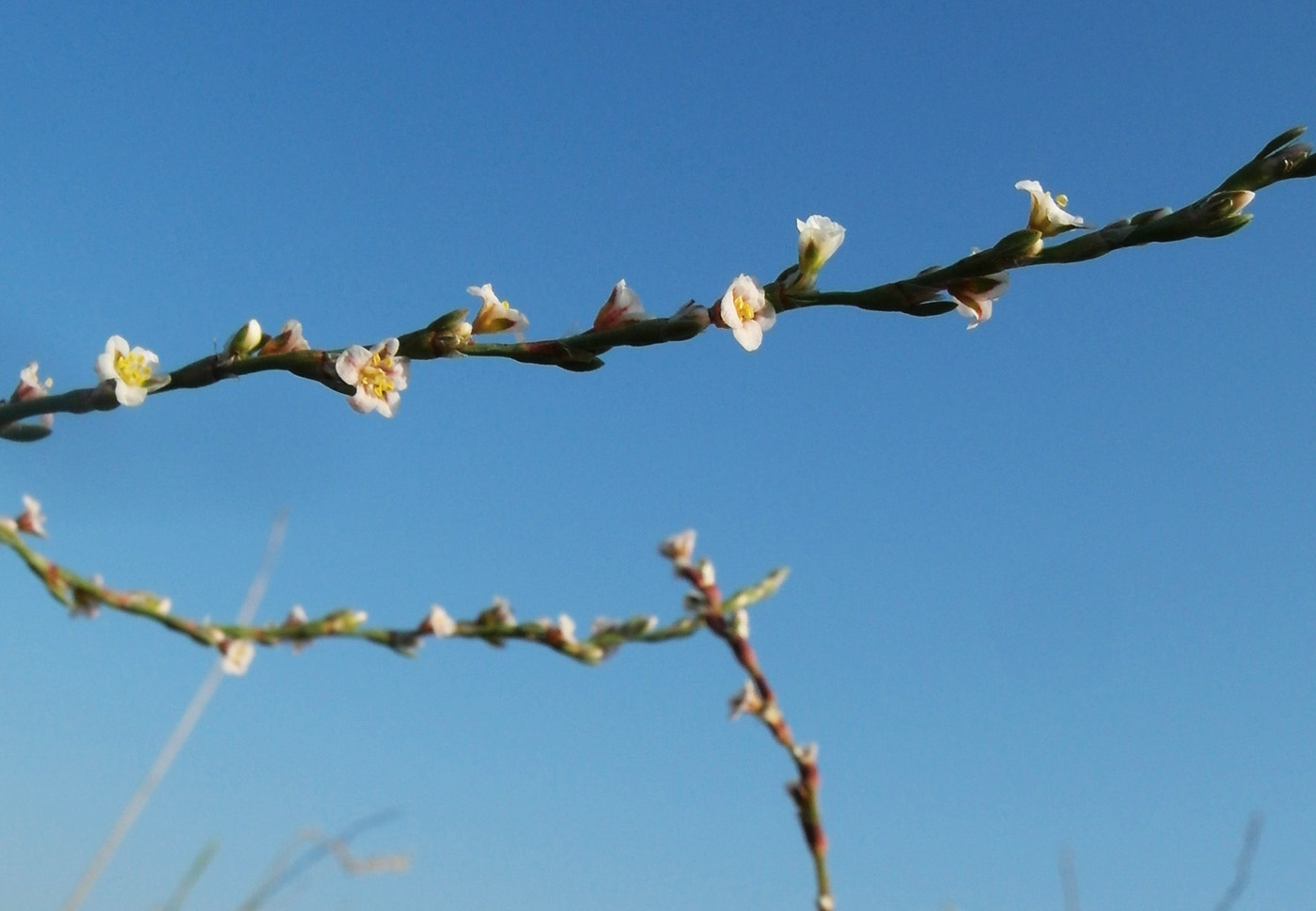 Image of Polygonum equisetiforme specimen.