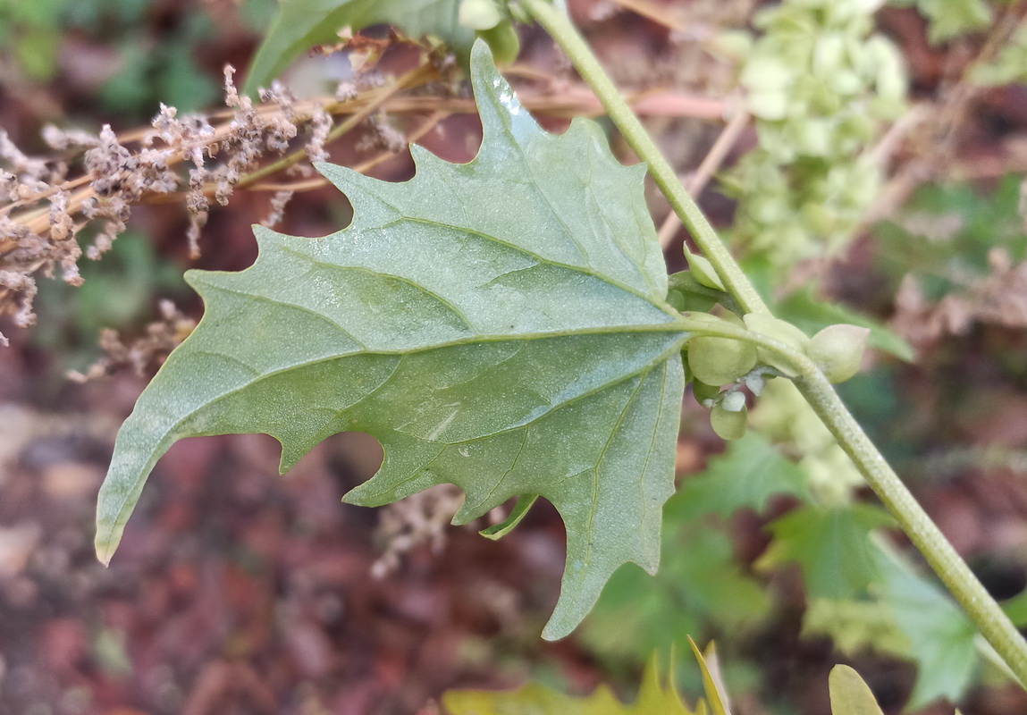 Изображение особи Atriplex sagittata.