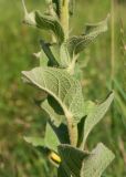 Verbascum phlomoides. Верхняя часть генеративного побега под соцветием. Владикавказ, левый берег р. Терек, пустырь. 03.07.2022.