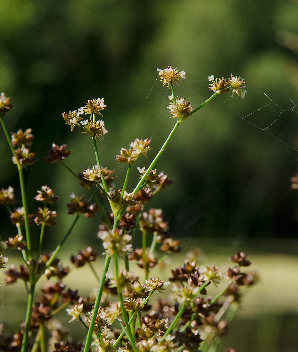 Изображение особи Juncus articulatus.