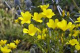 Linum campanulatum. Соцветия. Санкт-Петербург, Ботанический сад БИН РАН, альпийская горка. 25.07.2022.