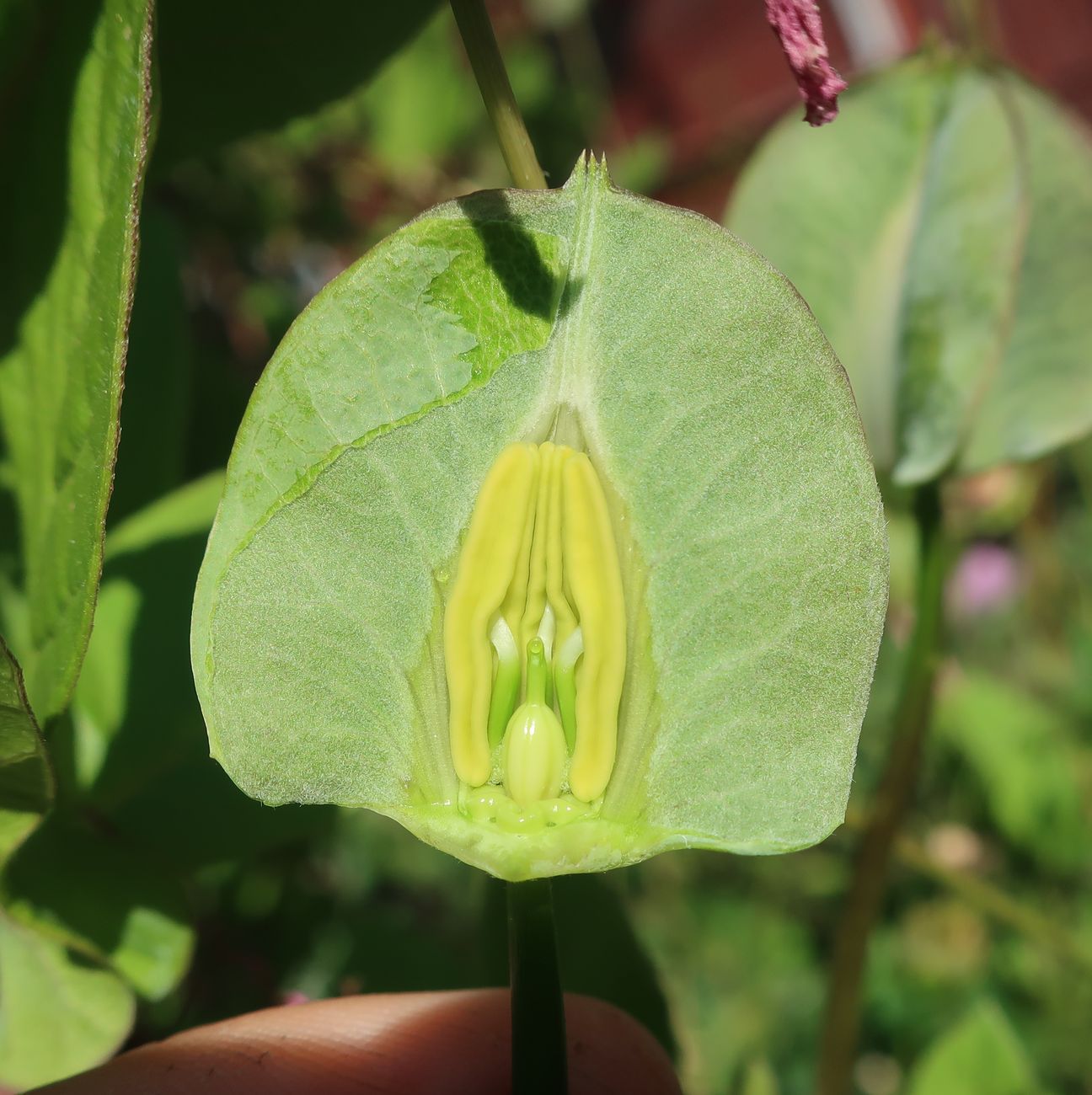 Image of Cobaea scandens specimen.