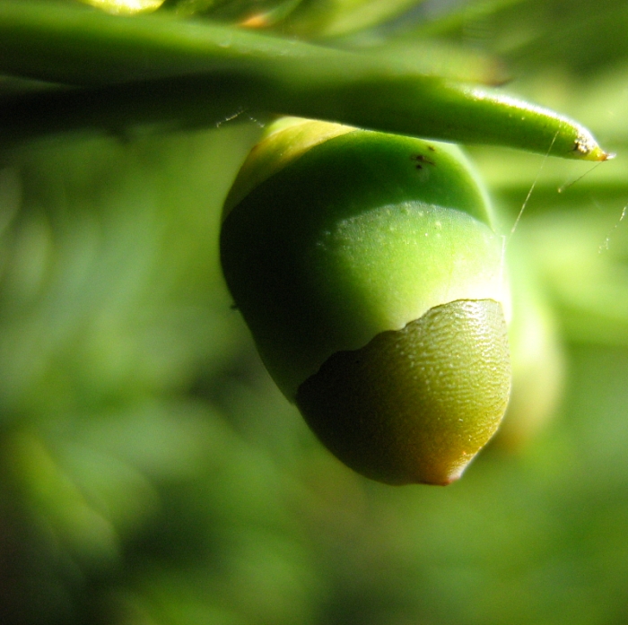 Image of genus Taxus specimen.