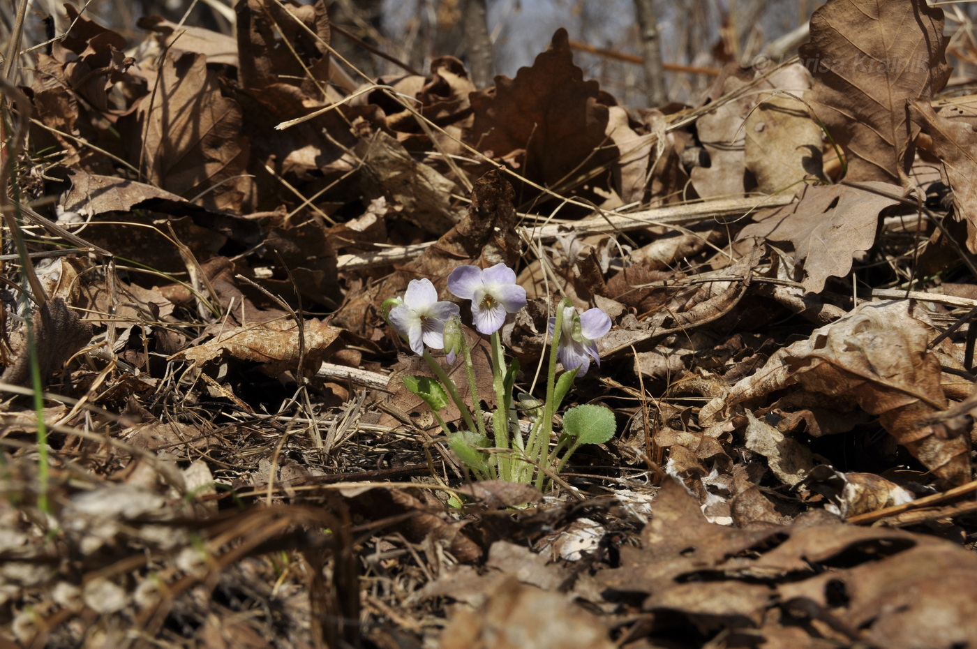 Image of Viola collina specimen.