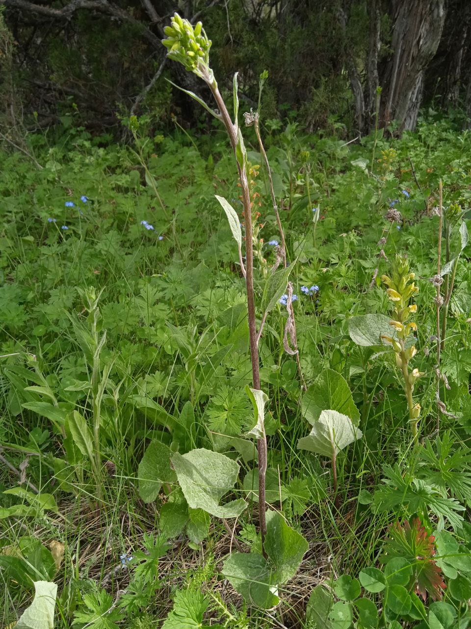 Image of Ligularia thomsonii specimen.