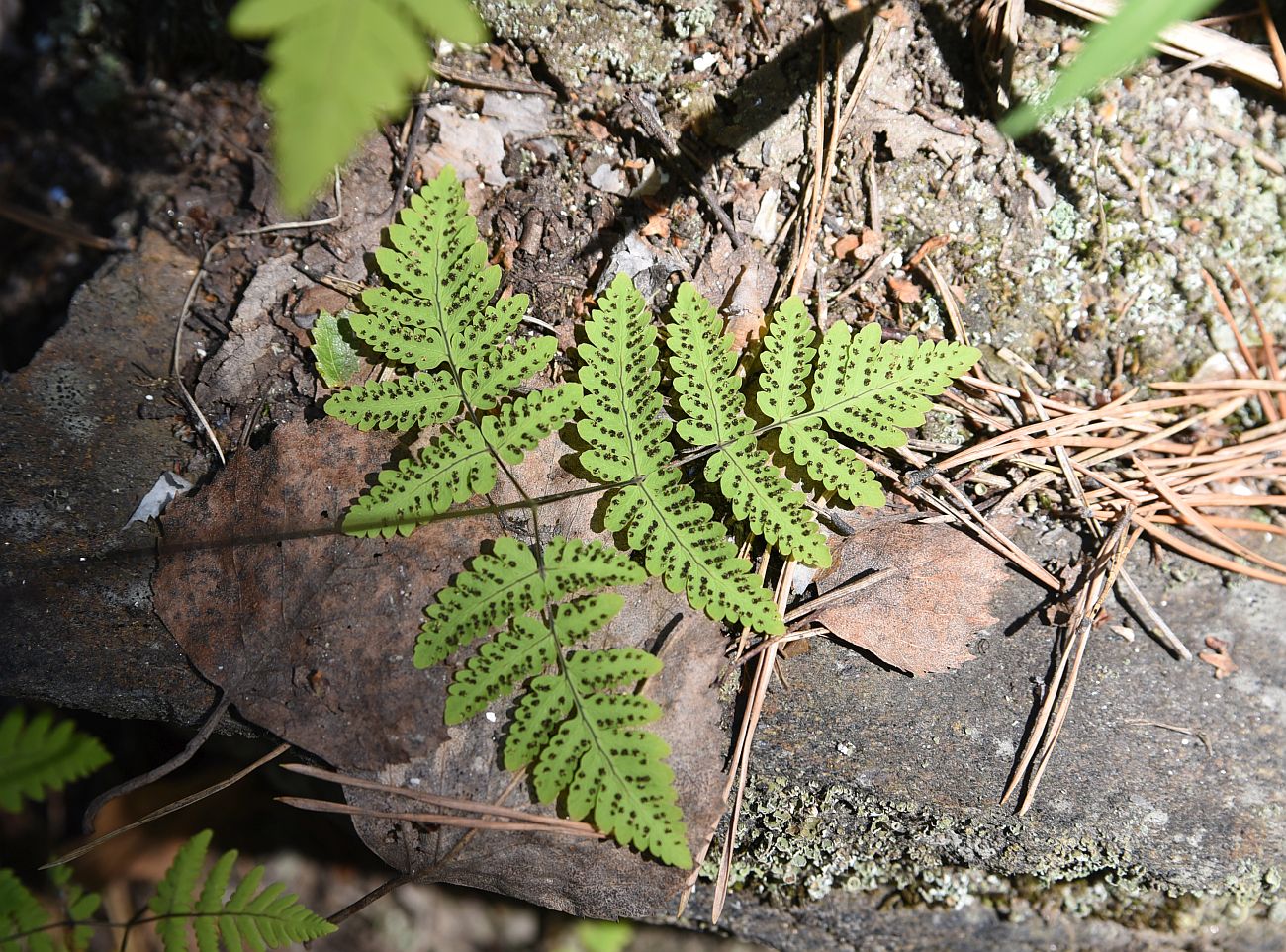 Image of Gymnocarpium dryopteris specimen.