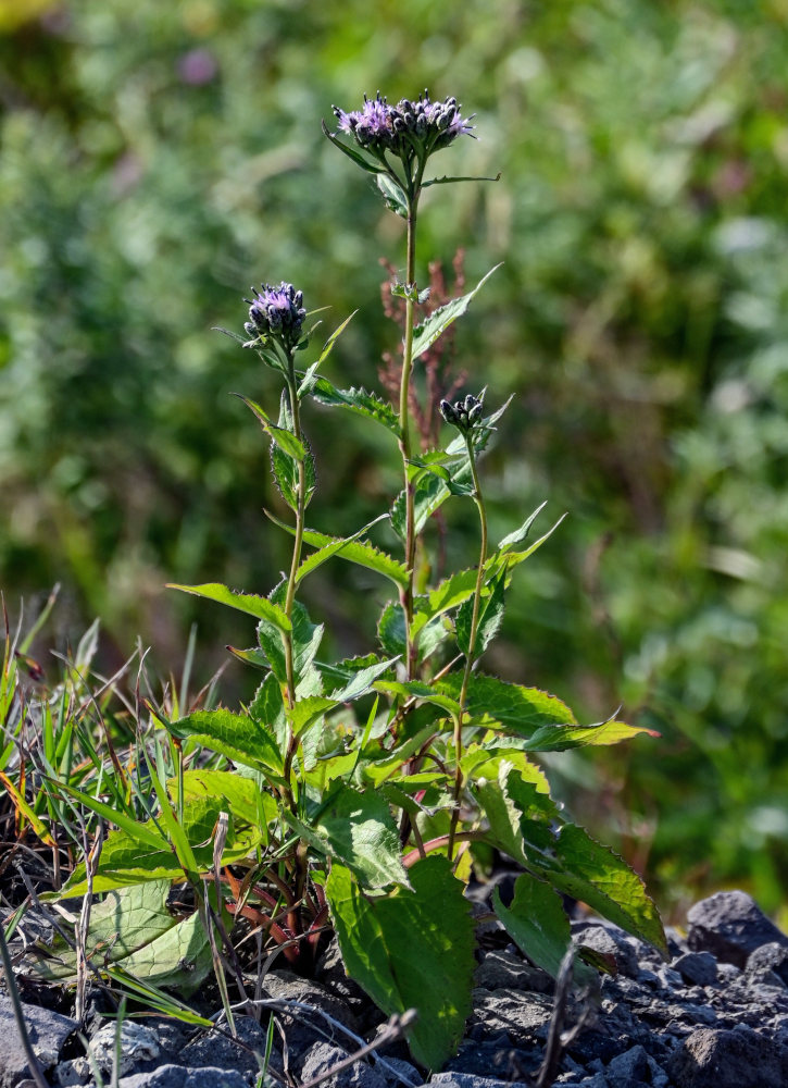 Image of Saussurea riederii specimen.