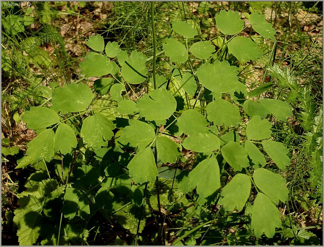 Image of Thalictrum aquilegiifolium specimen.