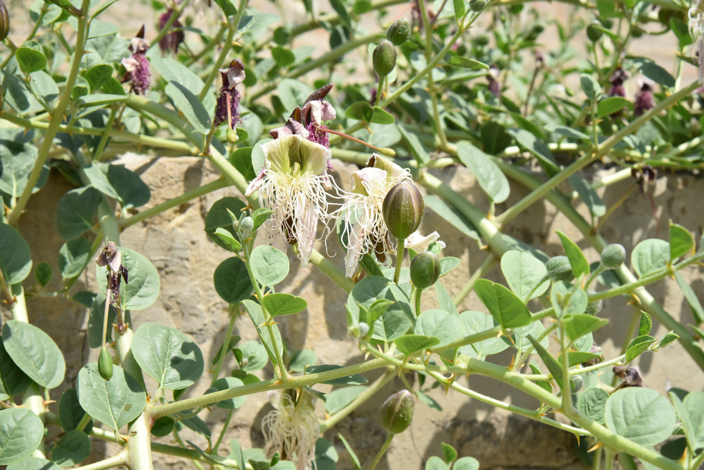 Изображение особи Capparis herbacea.