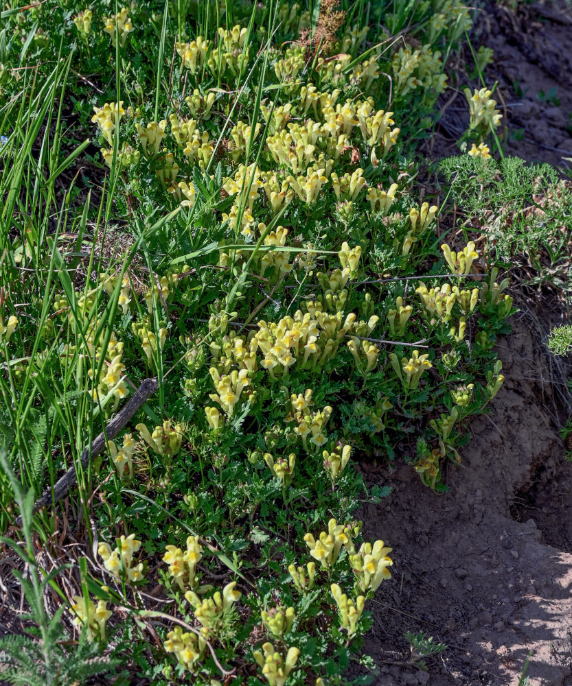 Image of Scutellaria sosnovskyi specimen.