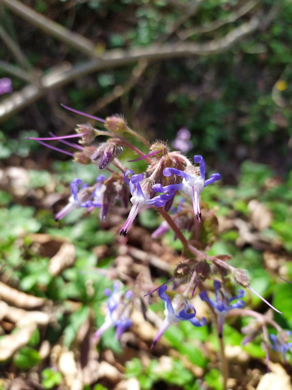 Изображение особи Trachystemon orientalis.