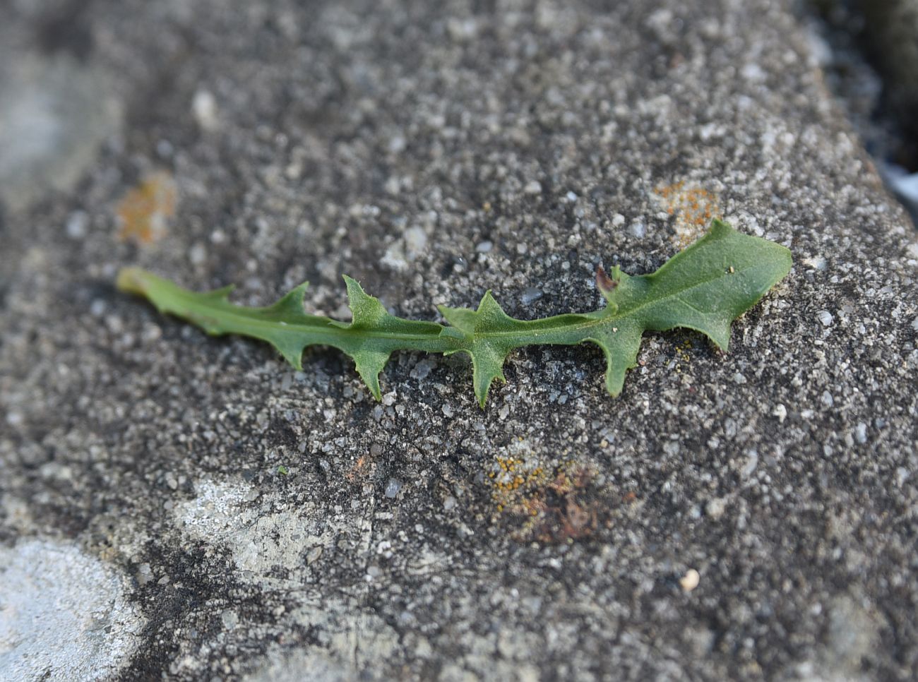 Image of Leontodon hispidus ssp. hastilis specimen.