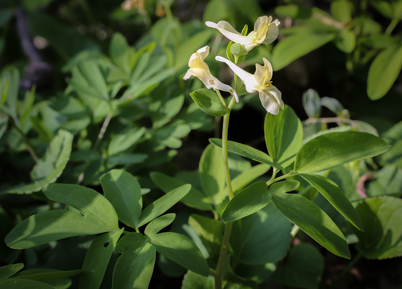 Image of Corydalis marschalliana specimen.