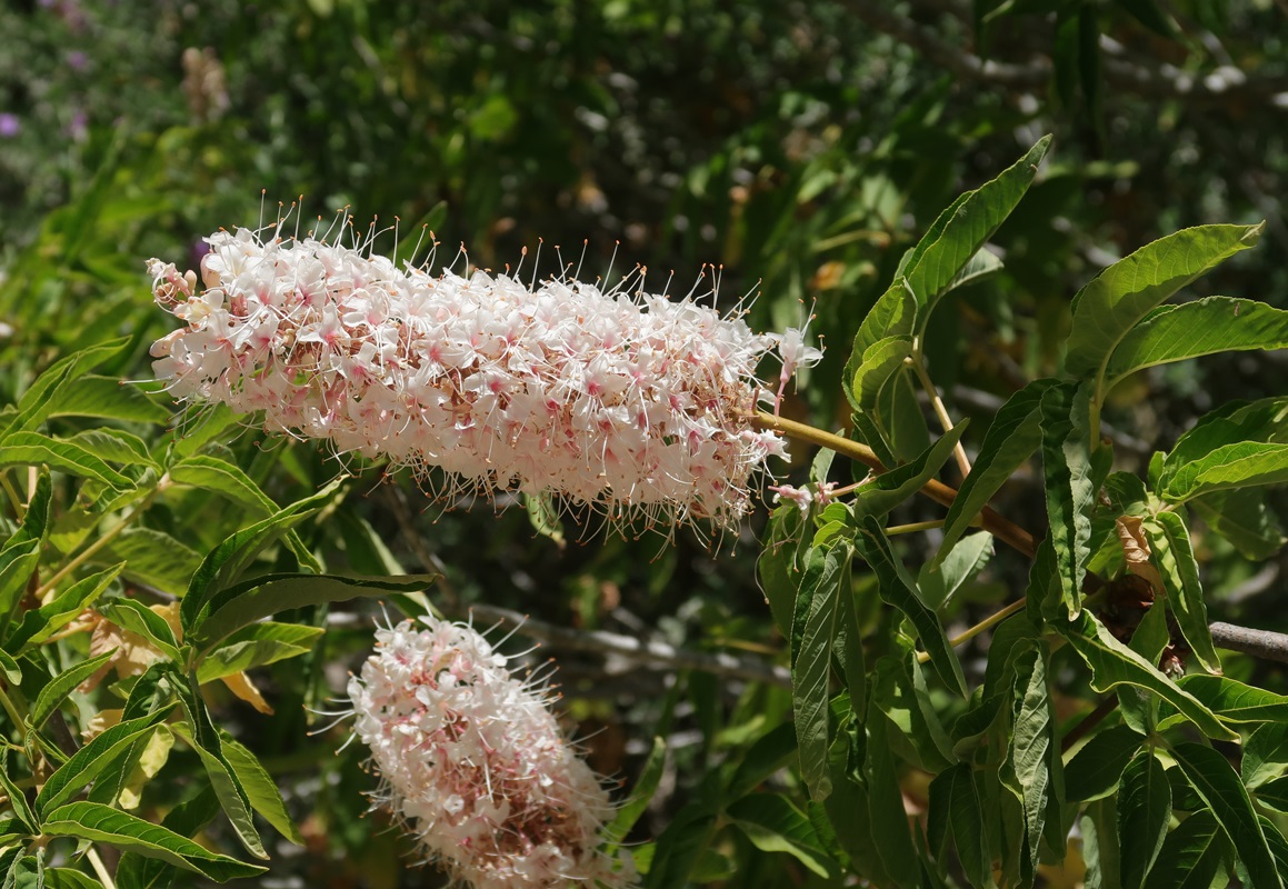 Изображение особи Aesculus californica.