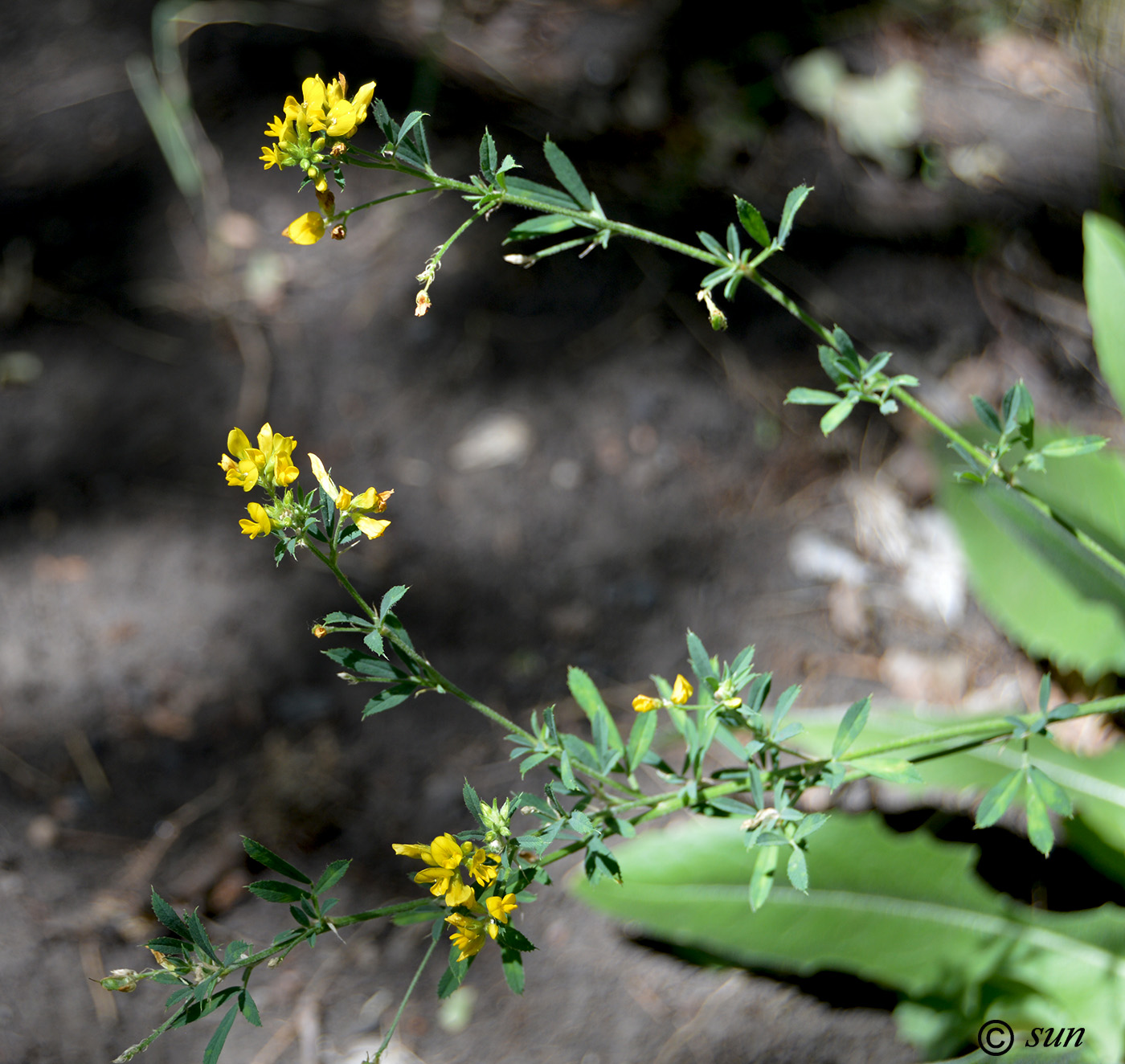 Image of Medicago falcata specimen.