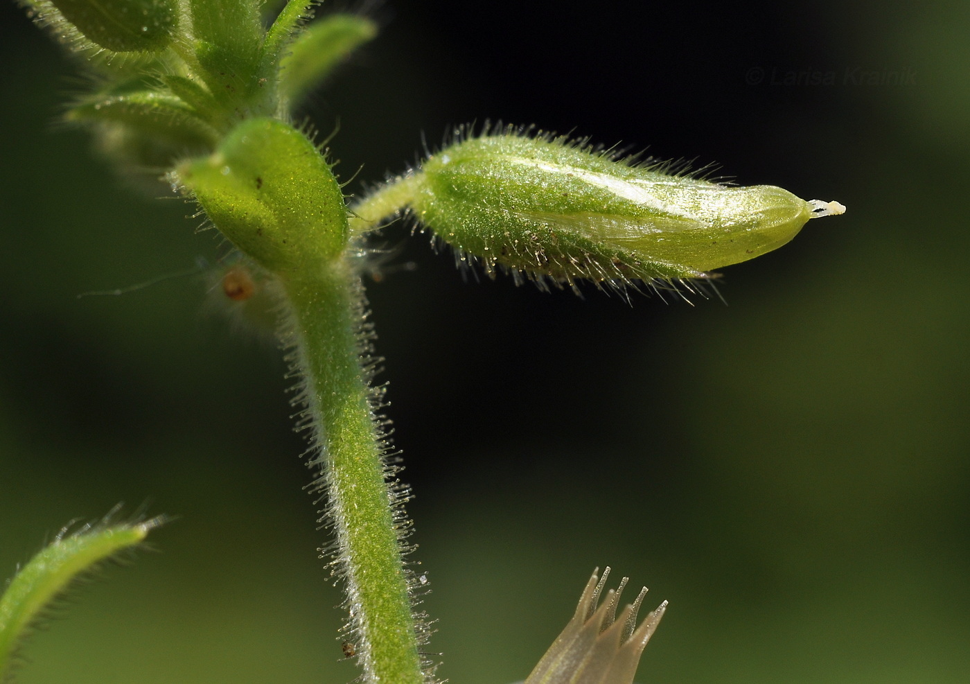 Image of Cerastium holosteoides specimen.