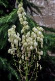 Yucca gloriosa. Соцветие. Грузия, г. Тбилиси, в культуре. 10.06.2023.