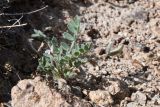 genus Astragalus