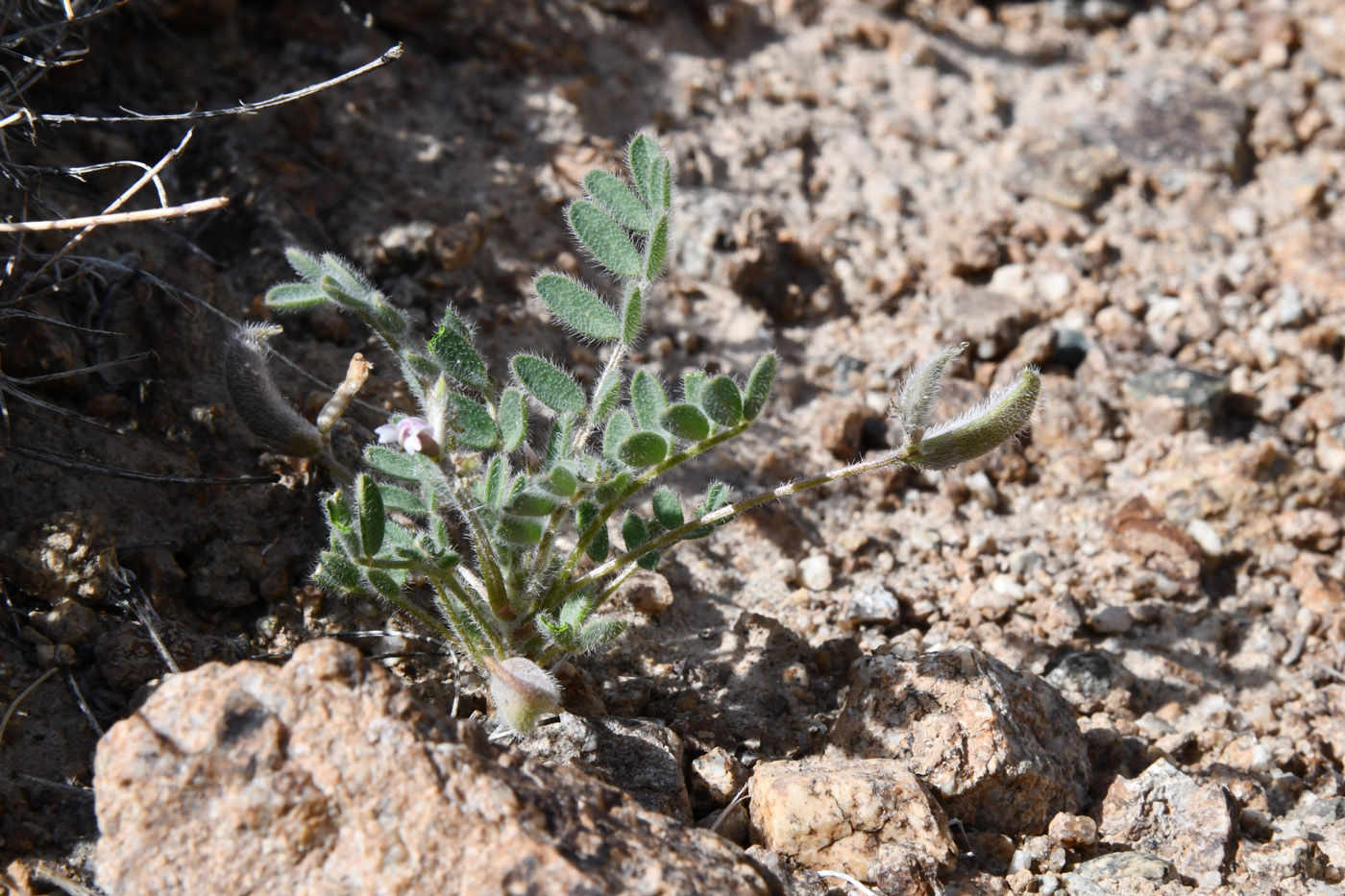 Изображение особи род Astragalus.