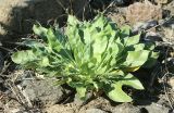 Oenothera depressa