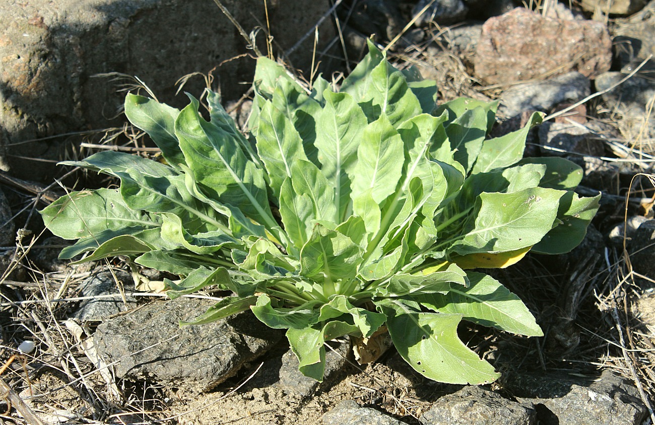 Изображение особи Oenothera depressa.