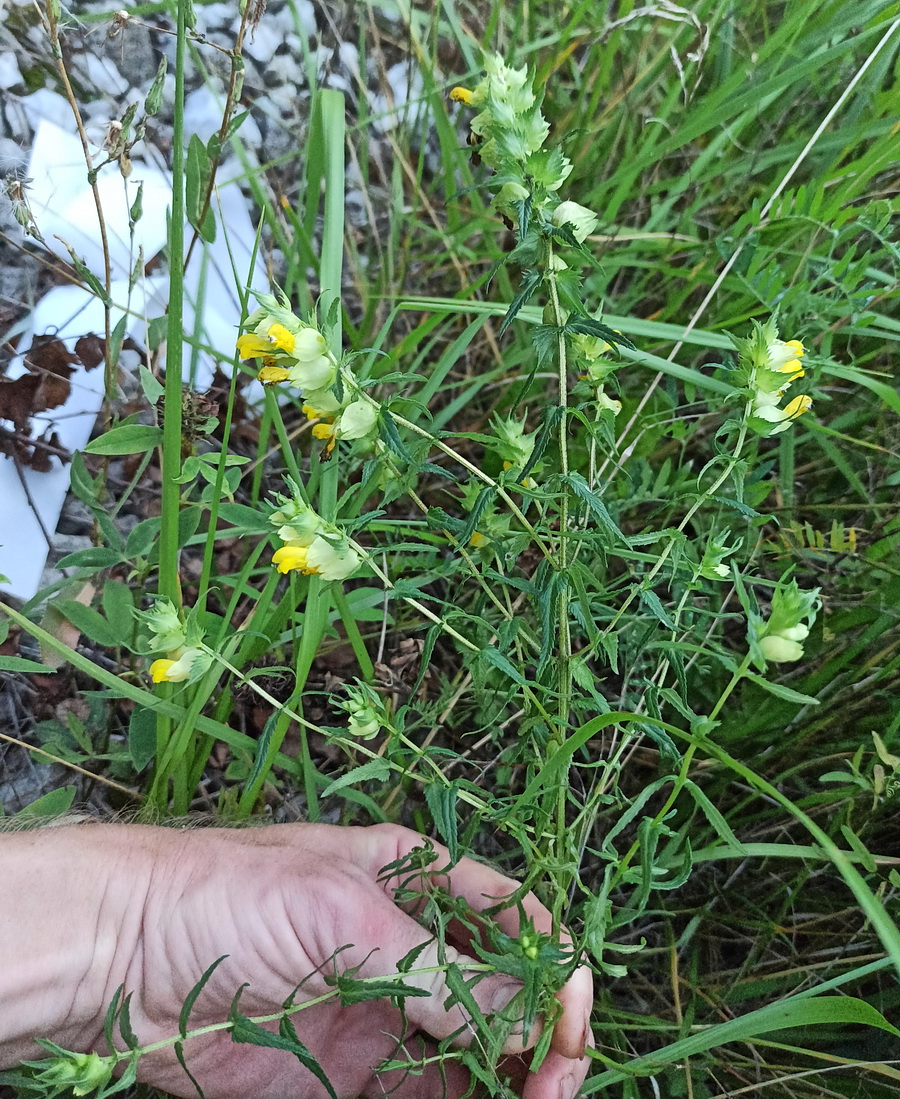 Изображение особи Rhinanthus minor.