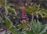 Ricinus communis. Верхушка побега с соцветием и молодыми листьями. Московская обл., Раменский р-н, окр. дер. Хрипань, садовый участок. 18.08.2024.