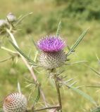 Cirsium eriophorum. Верхушка цветущего побега. Липецкая обл., Данковский р-н, окр. деревни Дубки, правый берег р. Дон, луг. 31 июля 2024 г.