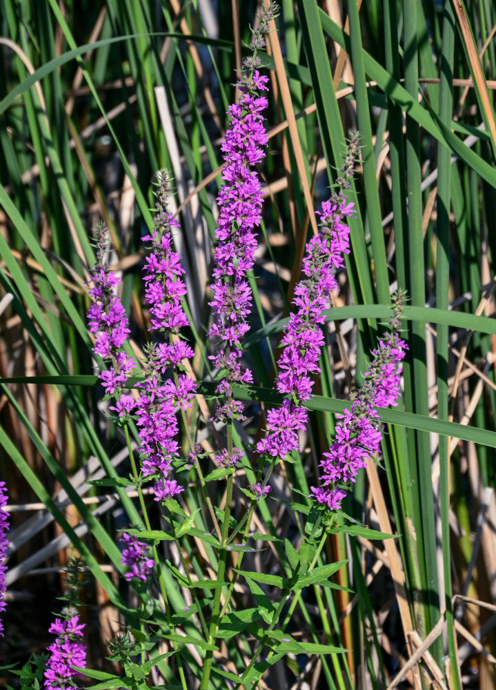 Image of Lythrum salicaria specimen.