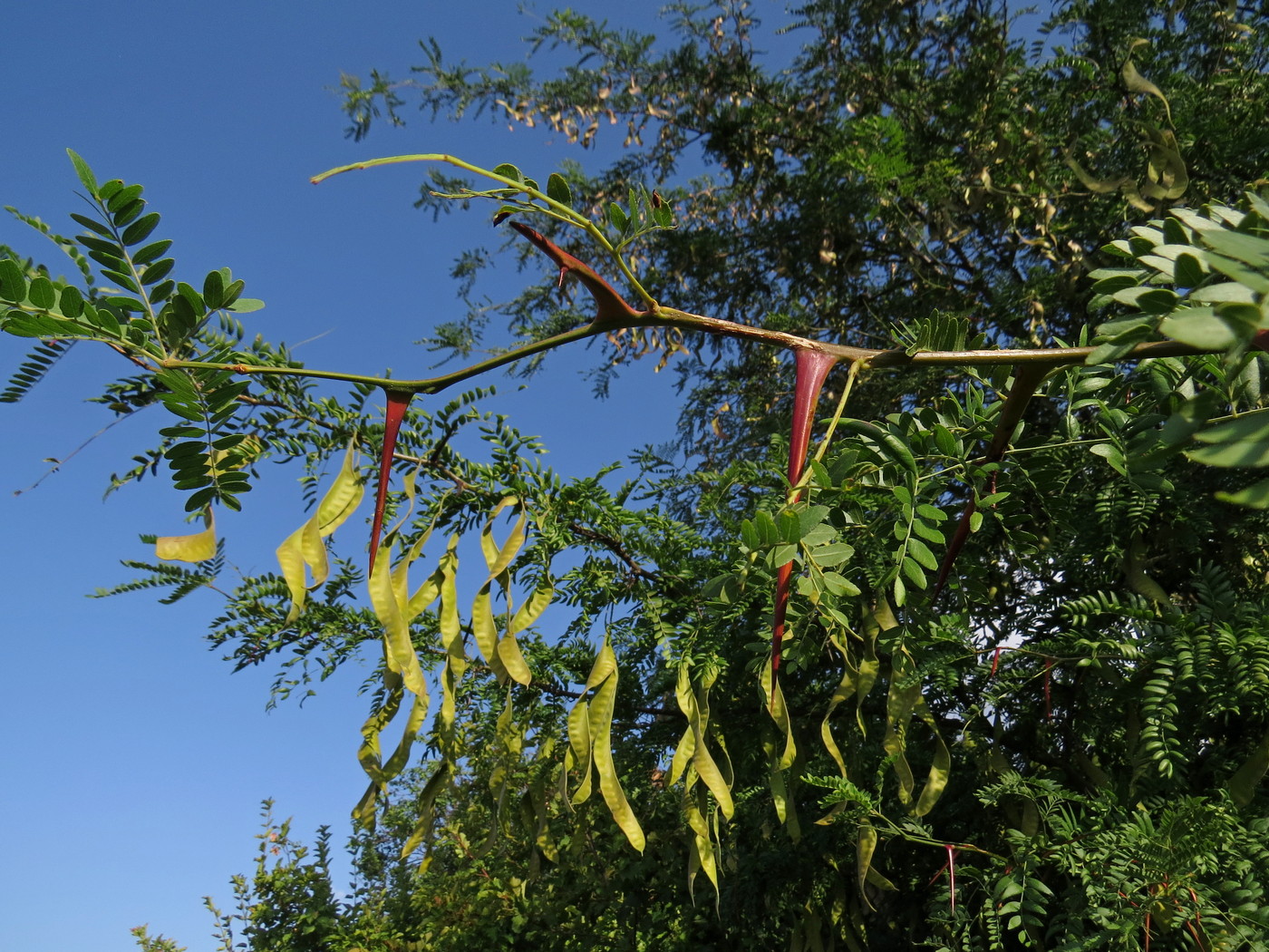 Изображение особи Gleditsia triacanthos.