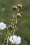 Cosmos bipinnatus. Верхушки побегов с невызревшими соплодиями. Белоруссия, Витебская обл., пос. Езерище, в культуре. 22.08.2010.