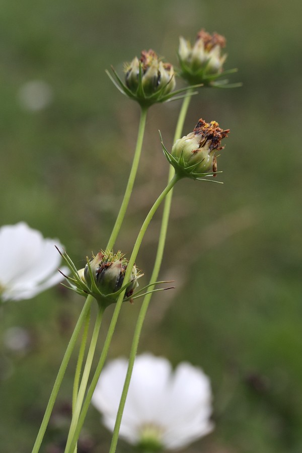 Изображение особи Cosmos bipinnatus.