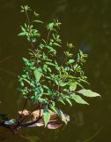 Bidens frondosa. Цветущее растение. Московская обл., окр. г. Железнодорожный, долина р. Чёрная, пруд, в воде у берега. 26.08.2024.