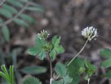 genus Trifolium. Верхушка цветущего растения. Грузия, край Квемо Картли, Тетрицкаройский муниципалитет, окр. села Гохнари, выс. 1500 м, луг. 5 мая 2019 г.