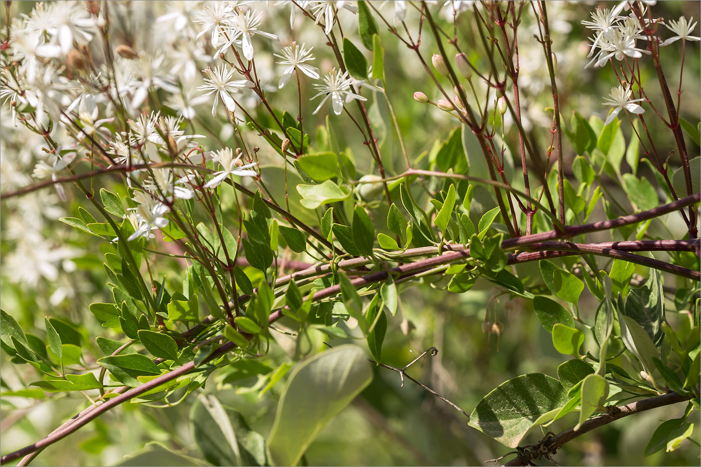 Изображение особи Clematis flammula.