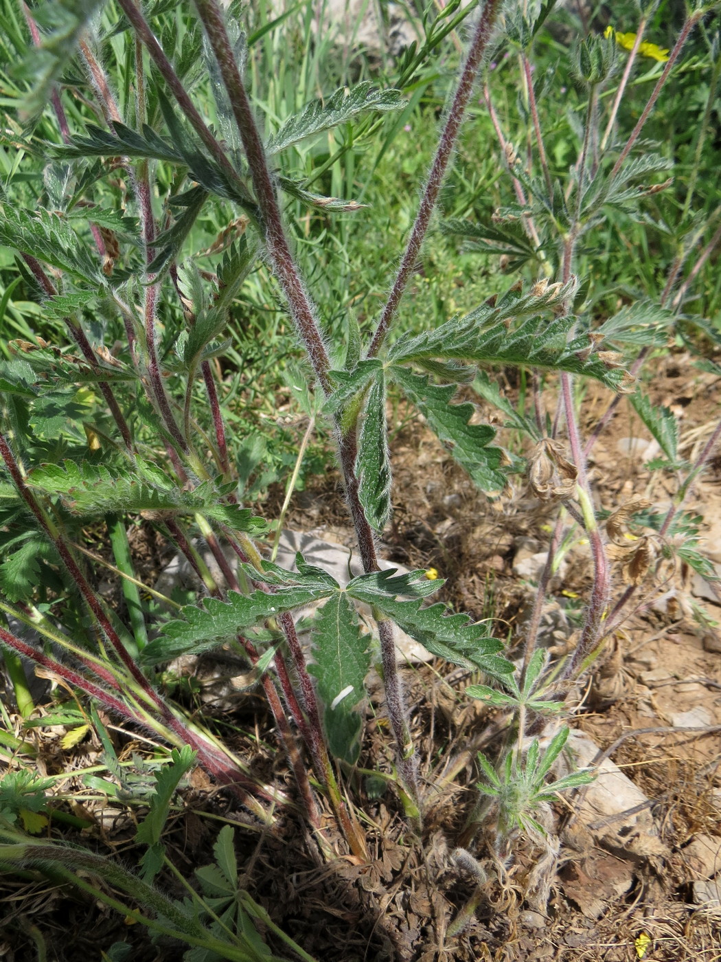 Изображение особи Potentilla pedata.