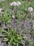 Valeriana tuberosa