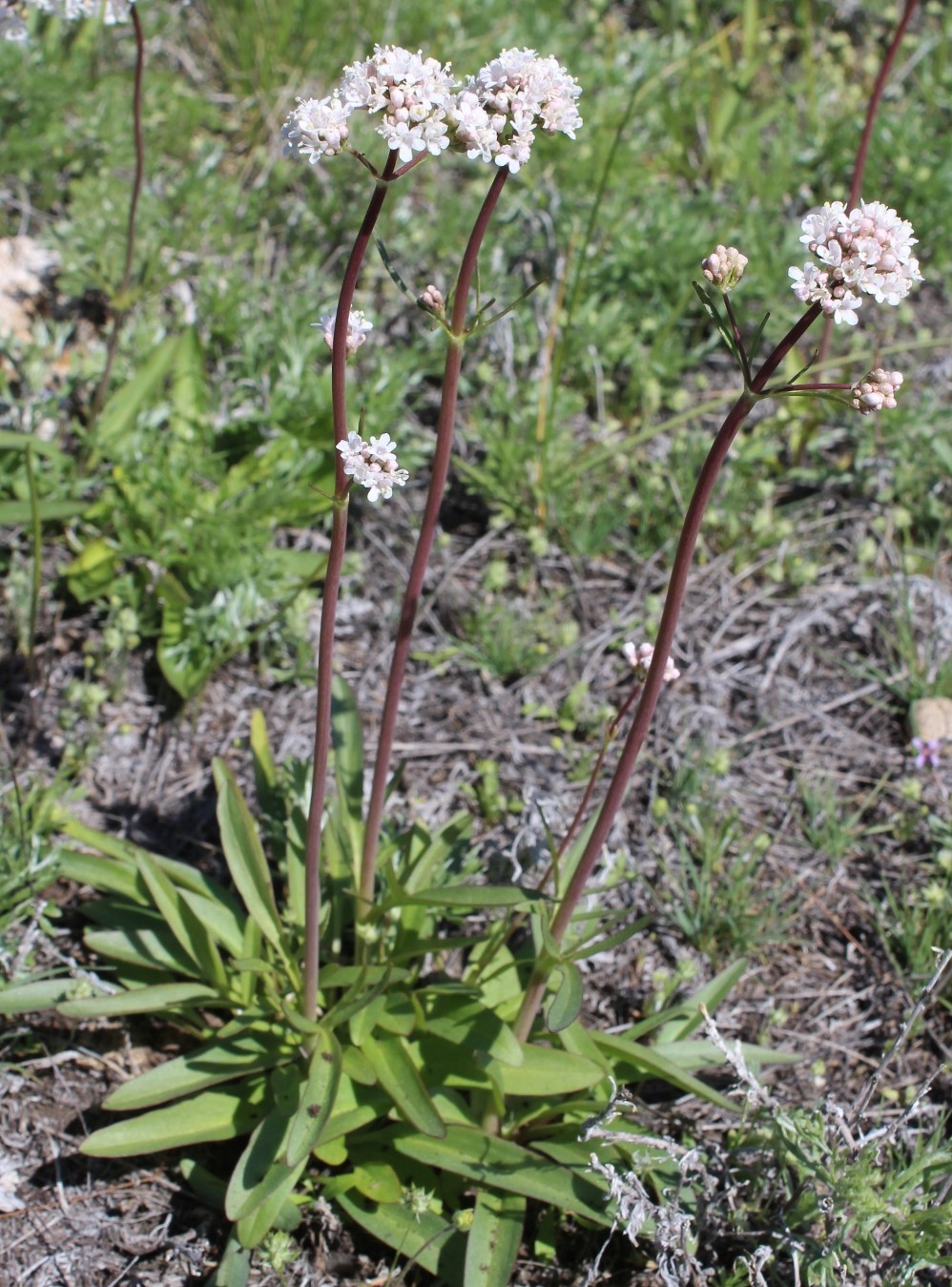 Изображение особи Valeriana tuberosa.