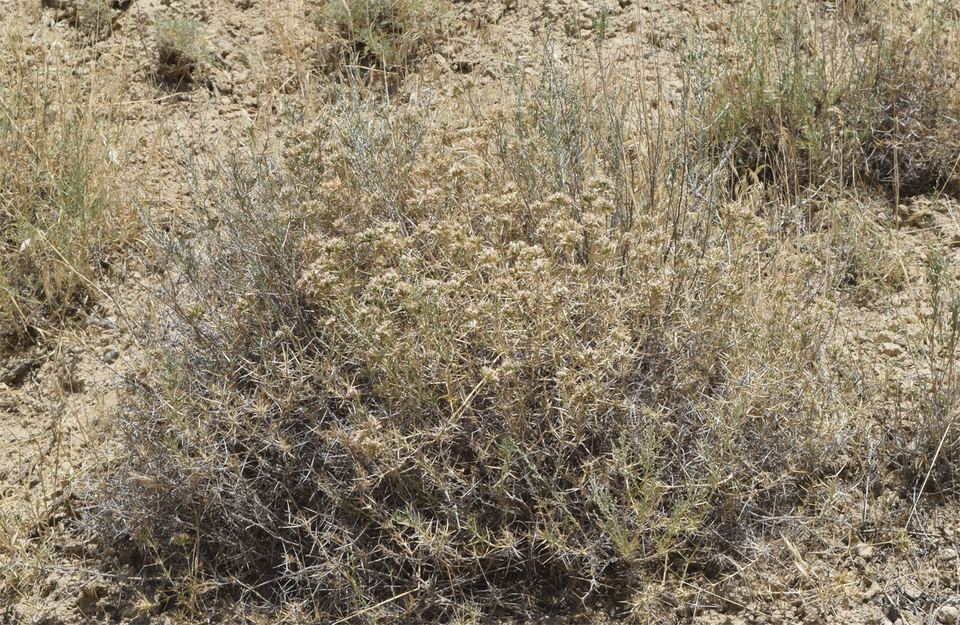 Image of Acanthophyllum pungens specimen.