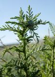 род Achillea