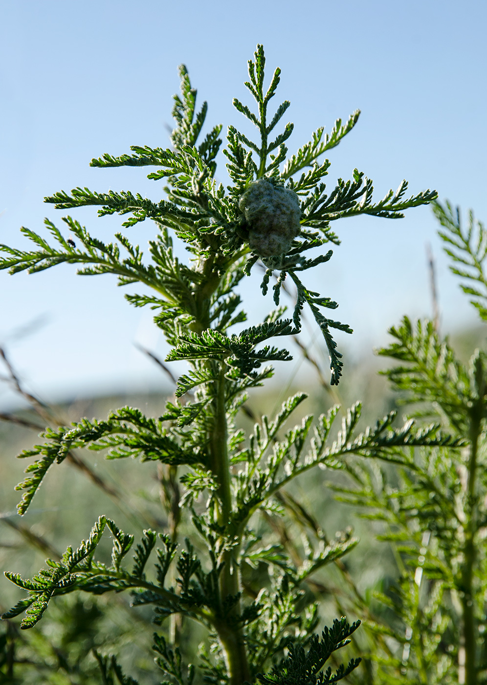 Изображение особи род Achillea.
