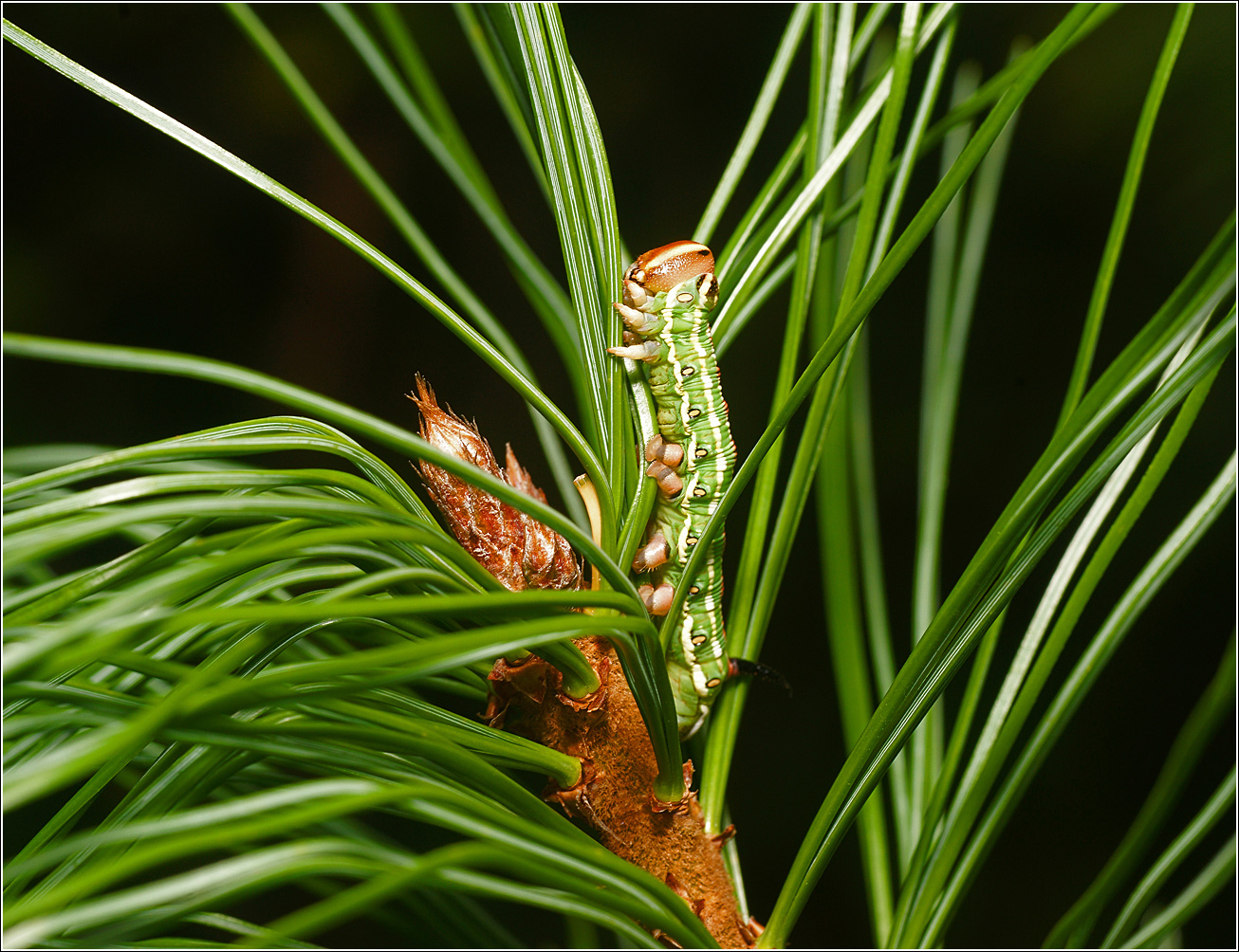 Изображение особи Pinus sibirica.