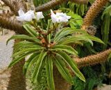 Смотреть изображение Pachypodium lamerei